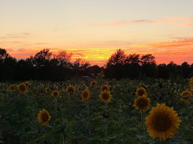 Lakeland Orchard & Cidery