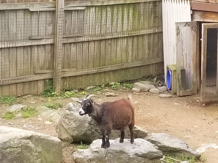 Pocono Snake & Animal Farm